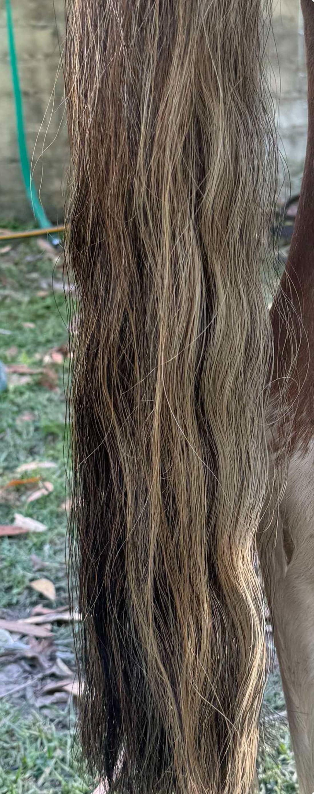 Brown chestnut mix Blend single/ full thickness 64 cm natural end