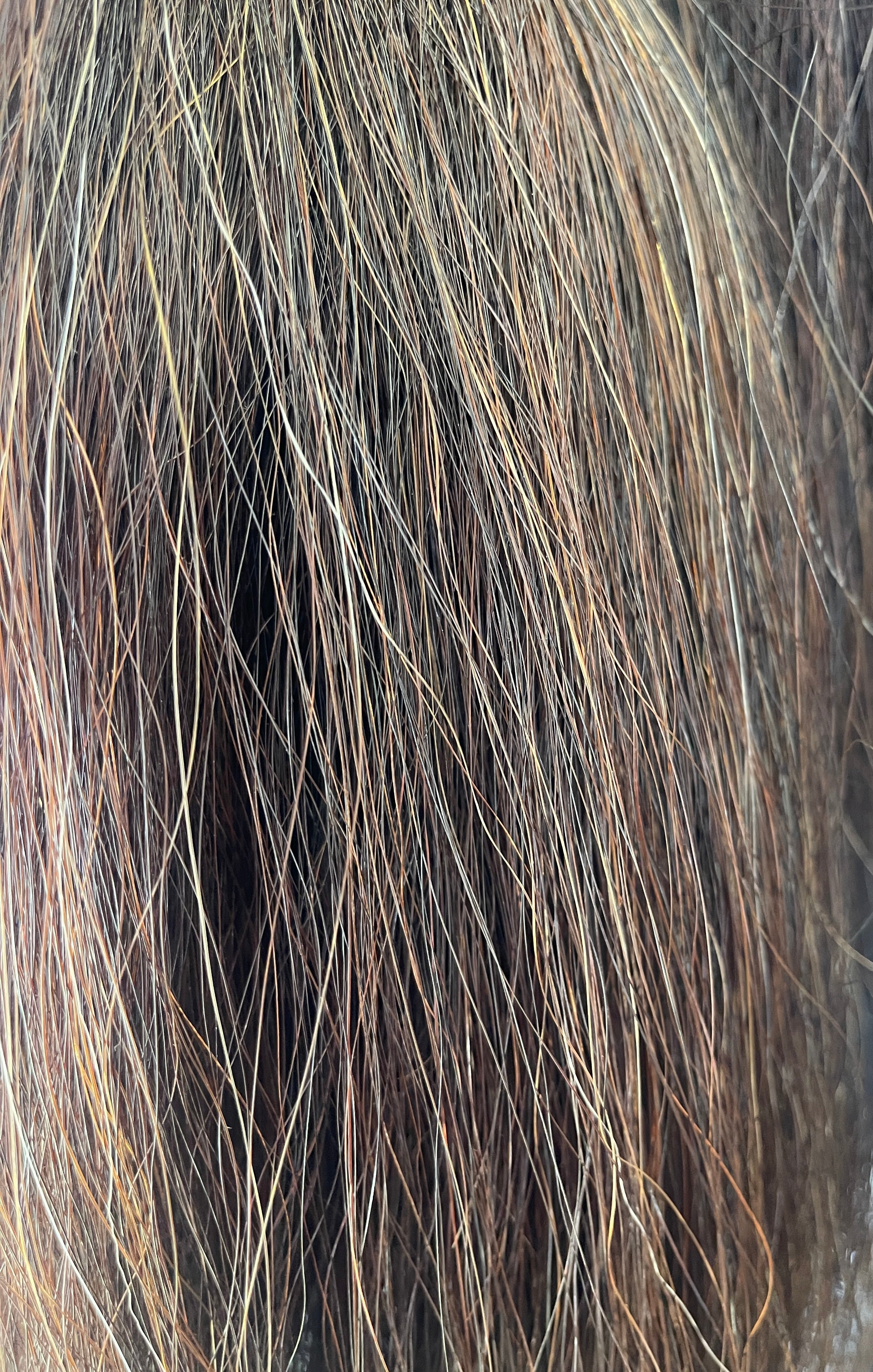 Chestnut Blend 71 cm cut end Triple thickness