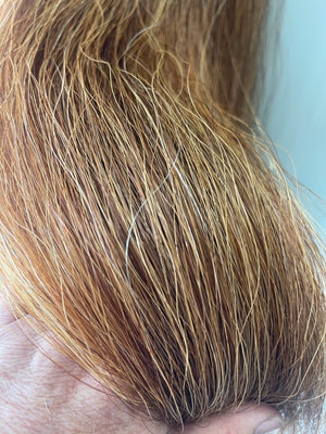 Light Chestnut Flaxen blend Stockhorse / Dressage length 86 cm cut end Full plus (1.5 times )