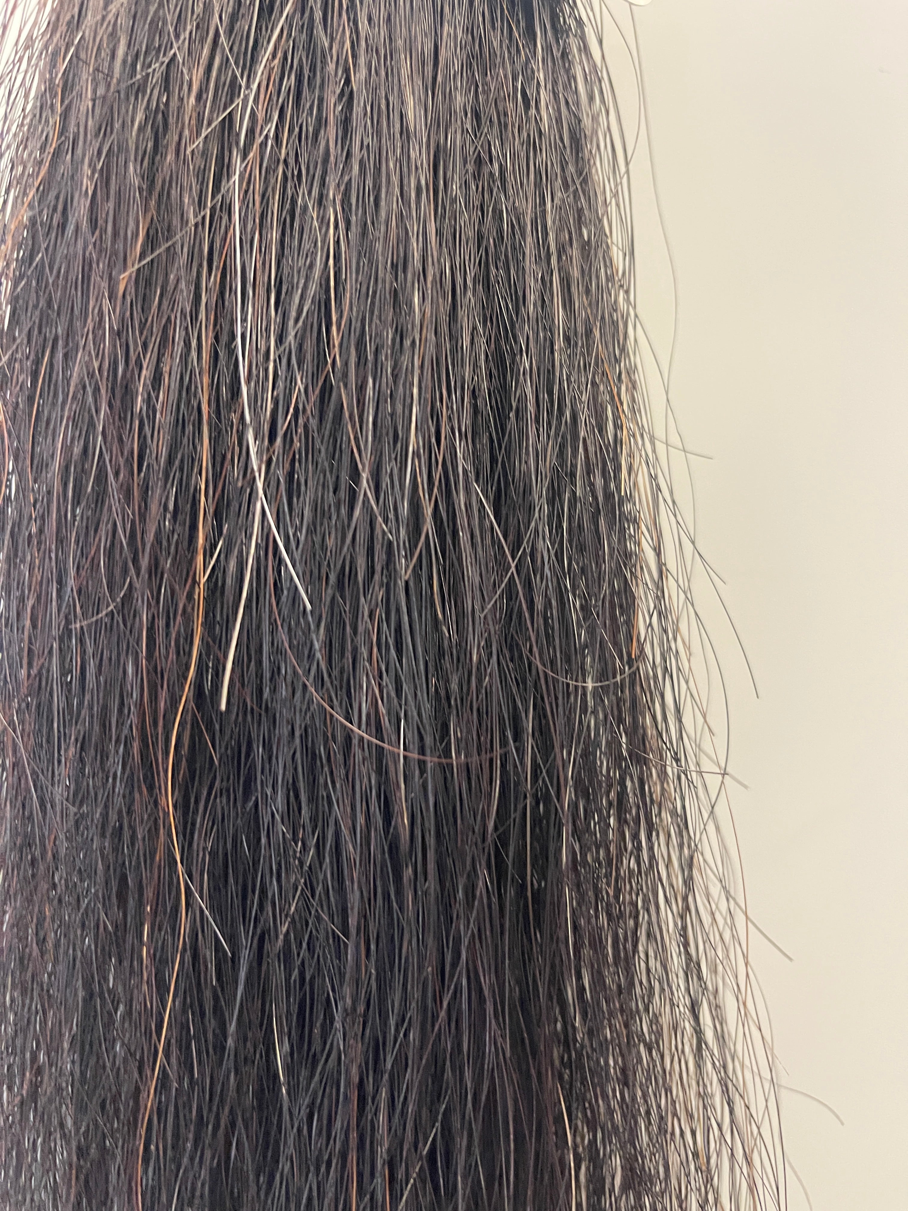 Dark chestnut foal wisp tail 60g