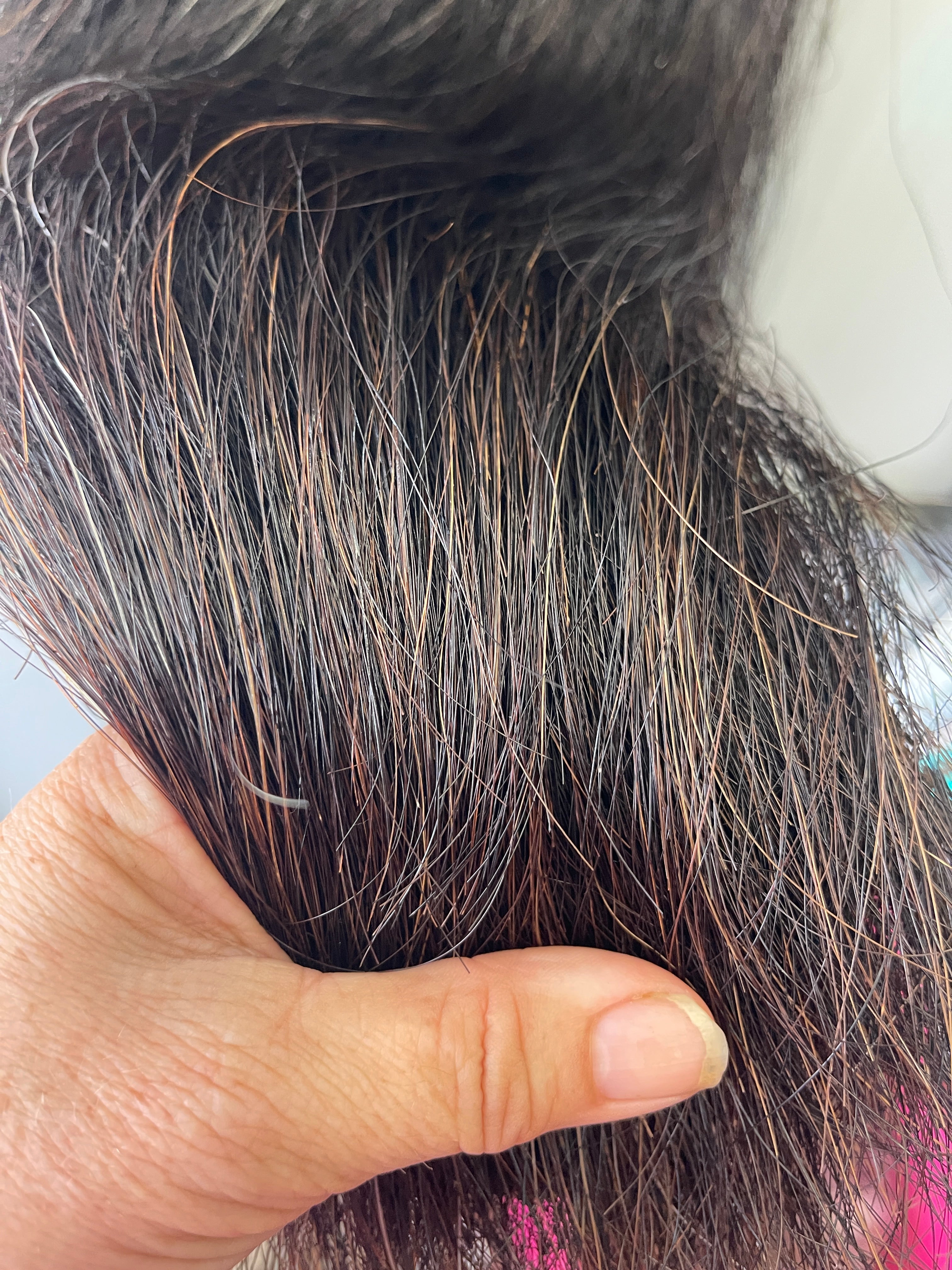 Qhorse length Natural Black ( Liver /black) 90 cm cut end  (big ) Triple thickness