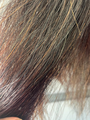 Liver very Dark chestnut 66 cm cut end Double plus