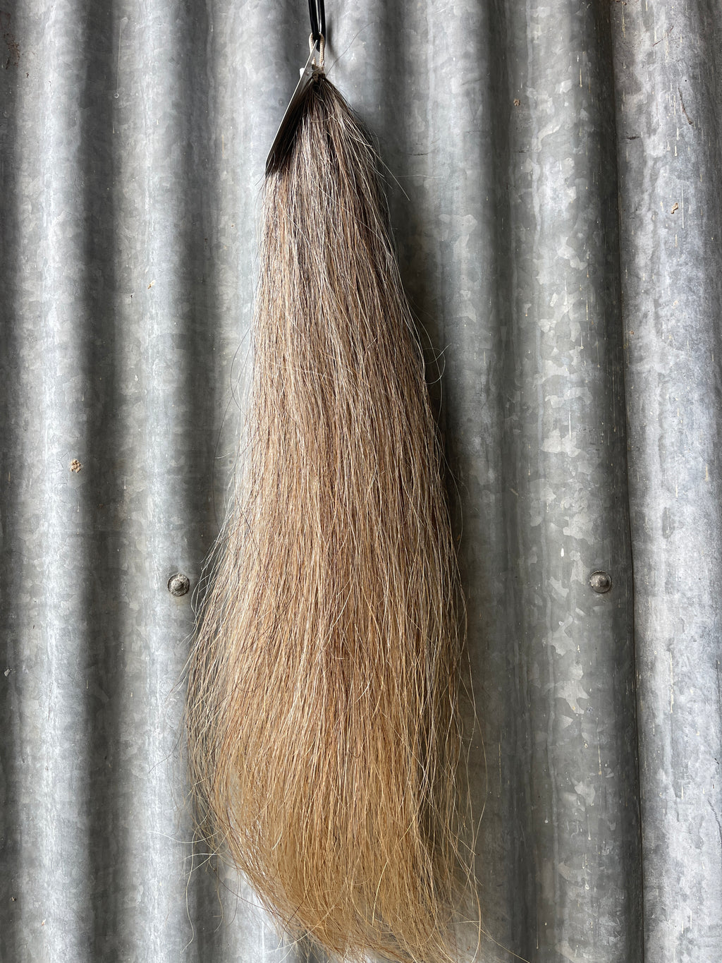 Yearling grey/ chestnut blend 60 cm long
