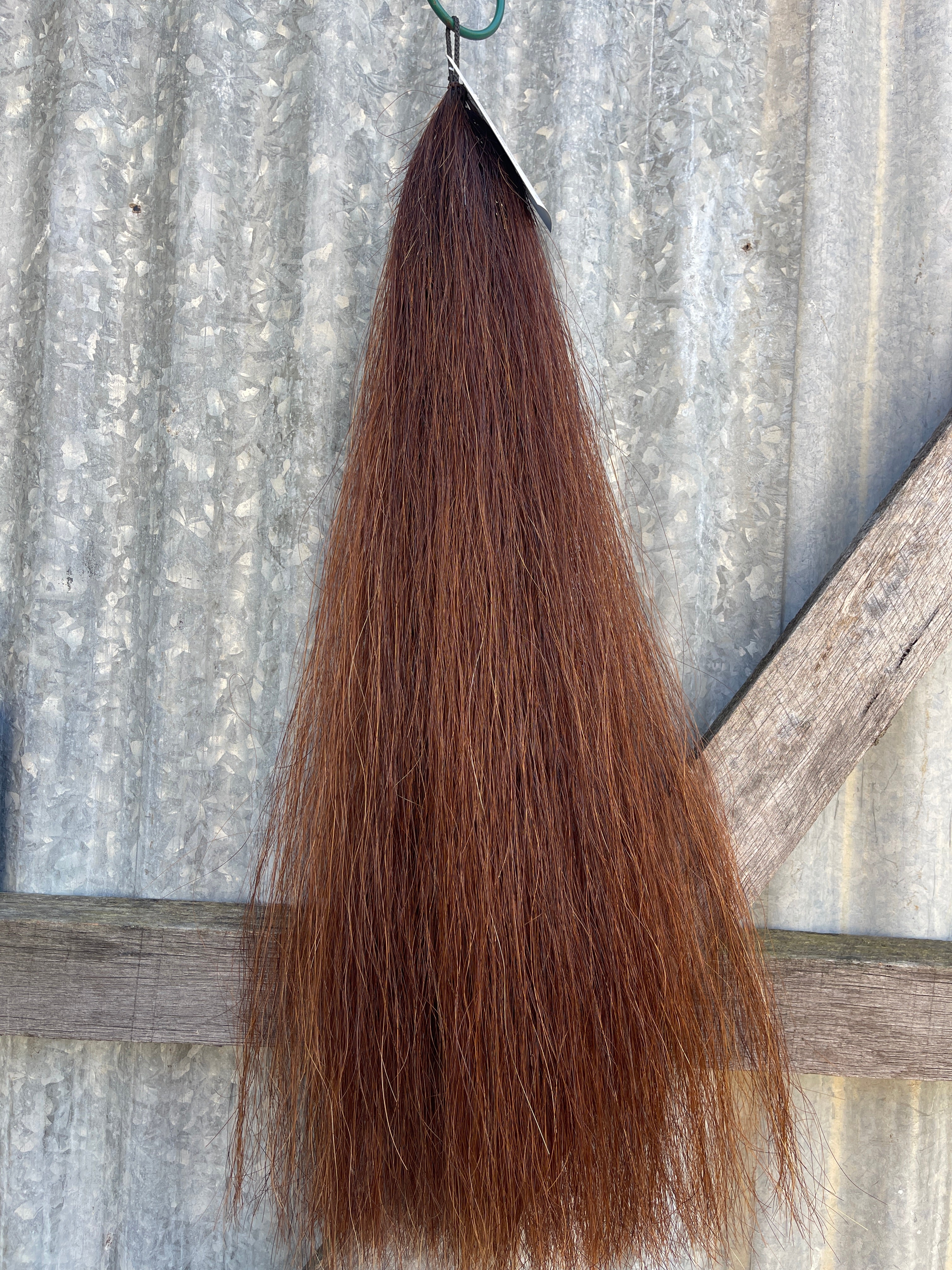 Red chestnut filler/ foal 61cm