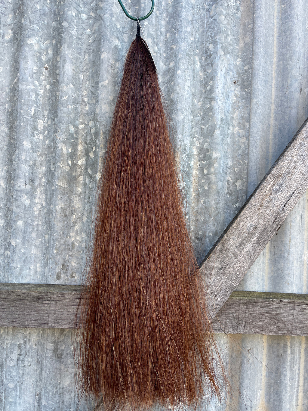 Red chestnut Filler / yearling thickness 62 cm long cut end