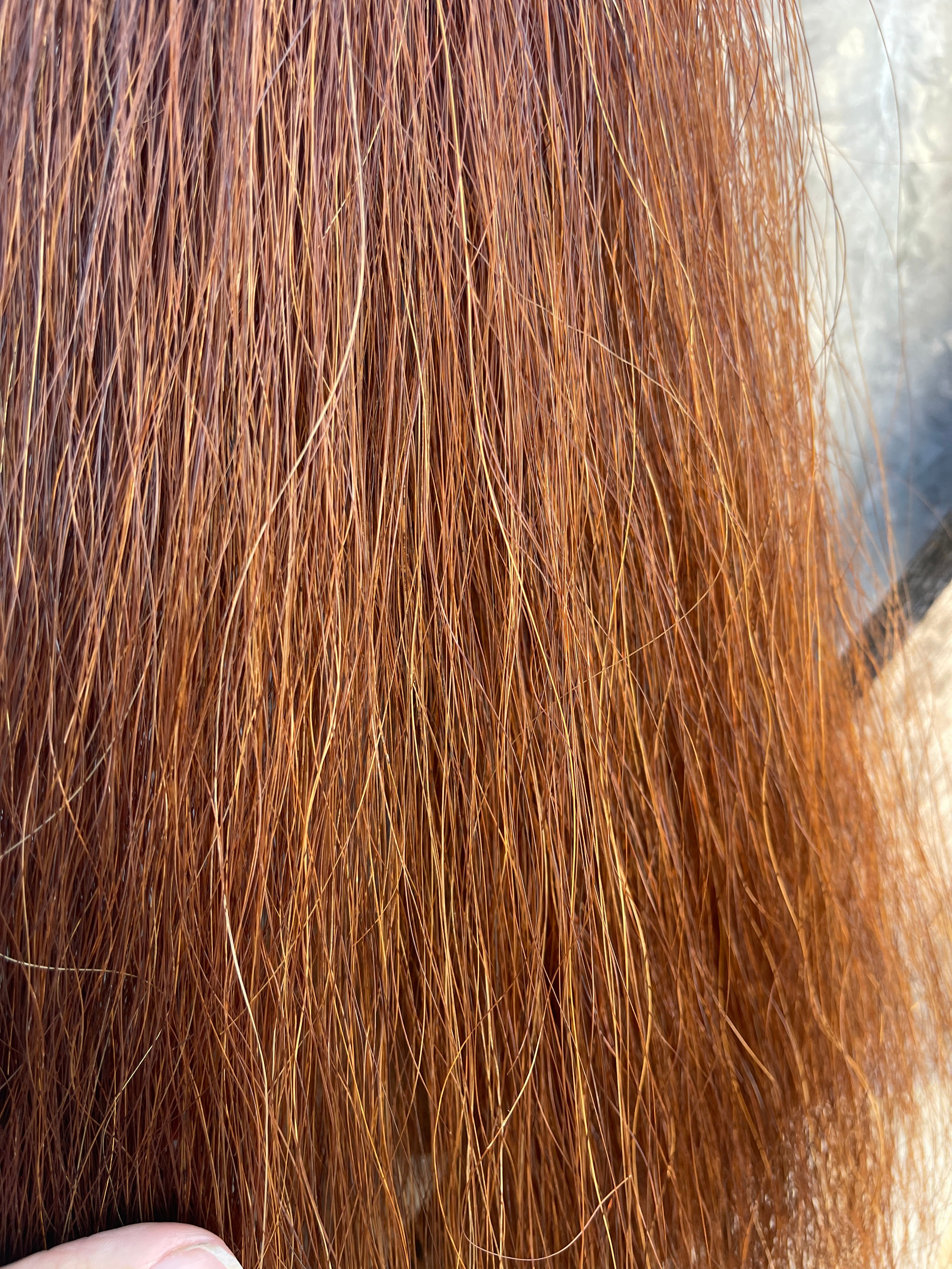 Red chestnut filler/ foal 61cm